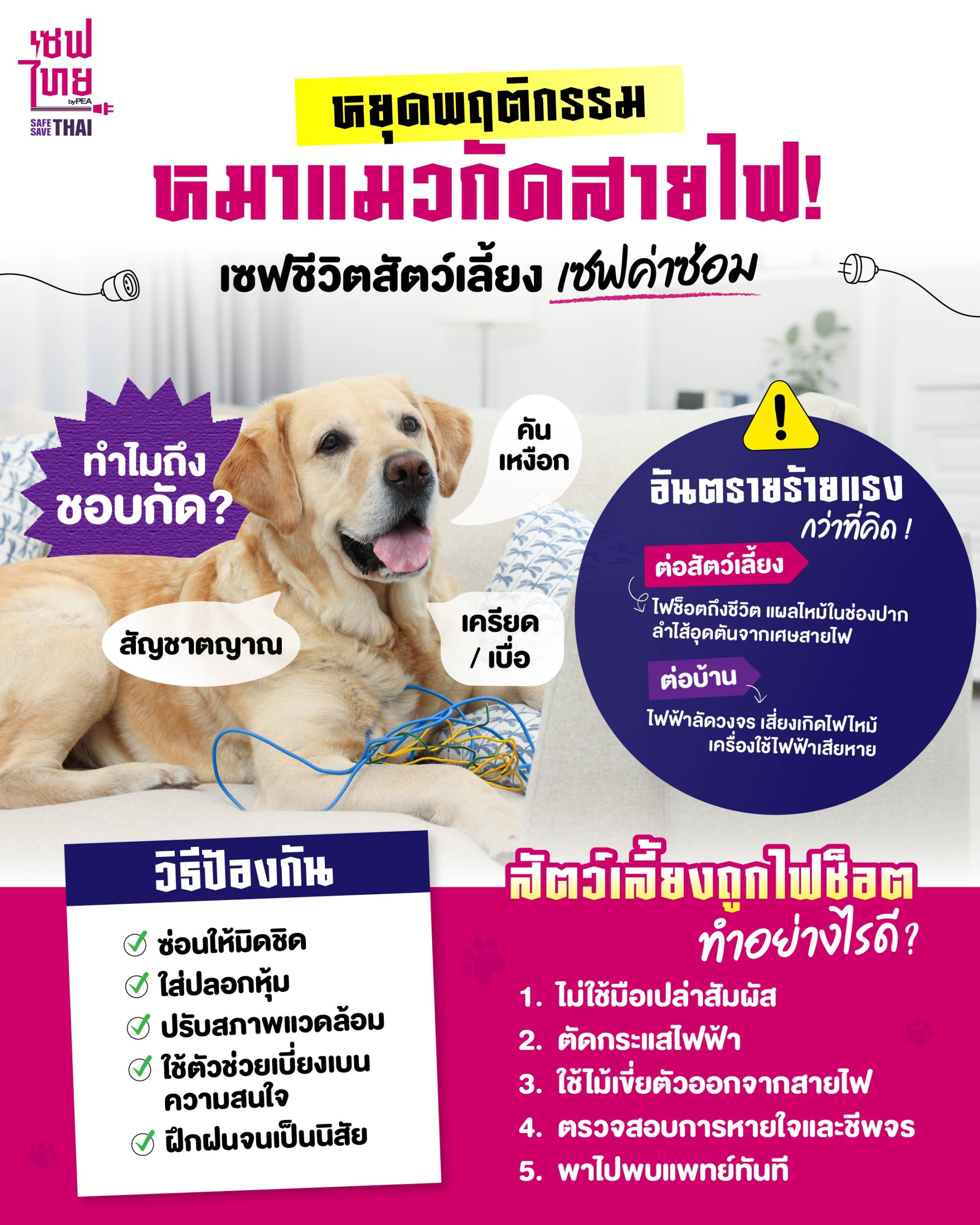 หยุดพฤติกรรม หมาแมวกัดสายไฟ! เซฟชีวิตสัตว์เลี้ยง เซฟค่าซ่อม